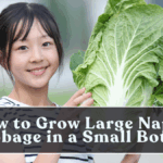 How to Grow Large Napa Cabbage in a Small Bottle