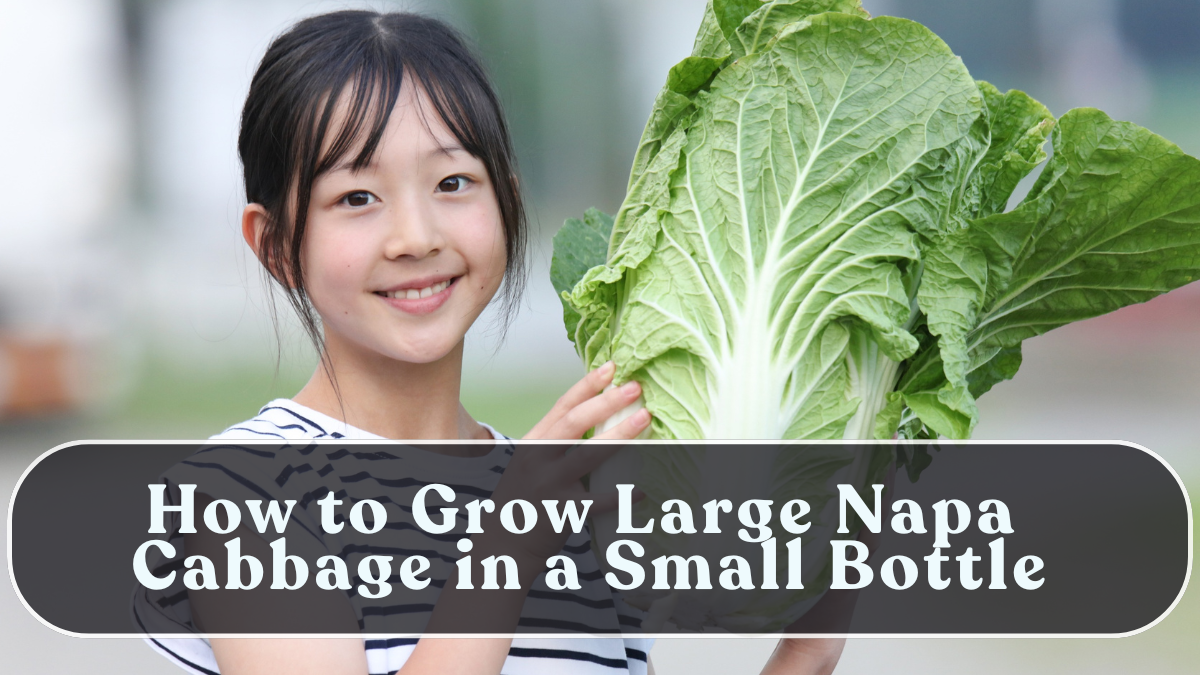 How to Grow Large Napa Cabbage in a Small Bottle