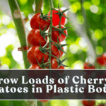 Grow Loads of Cherry Tomatoes in Plastic Bottles