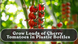 Grow Loads of Cherry Tomatoes in Plastic Bottles