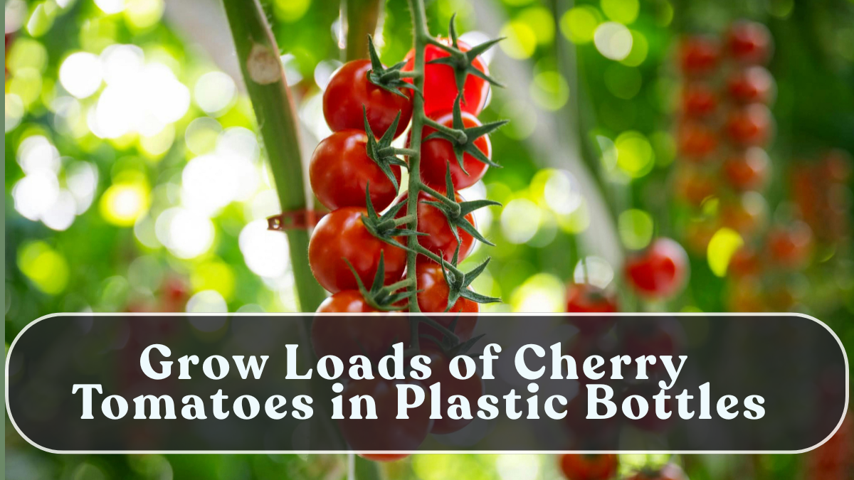 Grow Loads of Cherry Tomatoes in Plastic Bottles