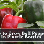 How to Grow Bell Peppers in Plastic Bottles