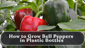 How to Grow Bell Peppers in Plastic Bottles