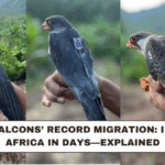 Amur Falcons’ Record Migration: India to Africa in Days—Explained