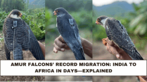 Amur Falcons’ Record Migration: India to Africa in Days—Explained