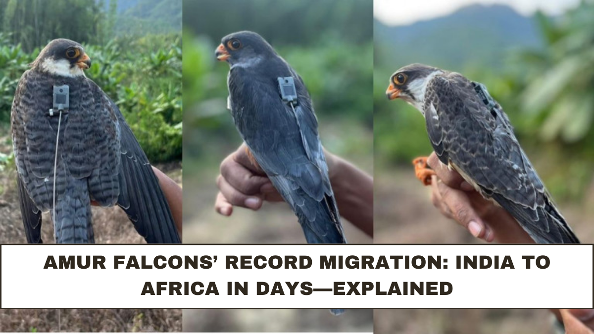Amur Falcons’ Record Migration: India to Africa in Days—Explained