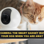 AI Pet Camera: The Smart Gadget Watching Your Dog When You Are Away