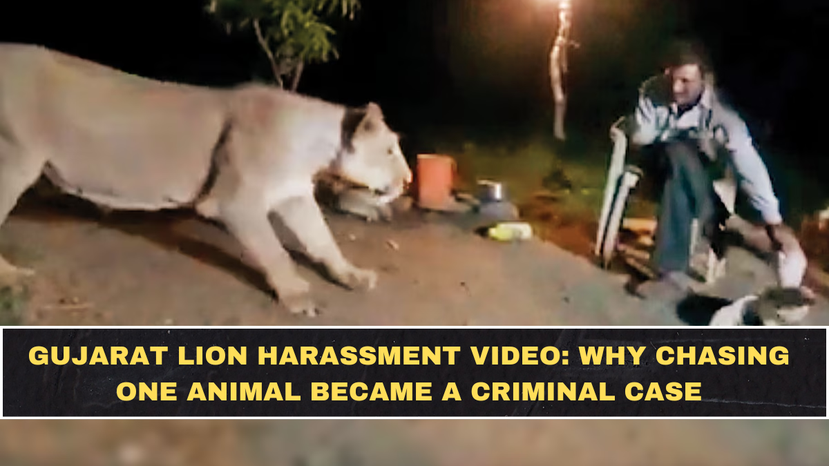 Gujarat Lion Harassment Video: Why Chasing One Animal Became a Criminal Case